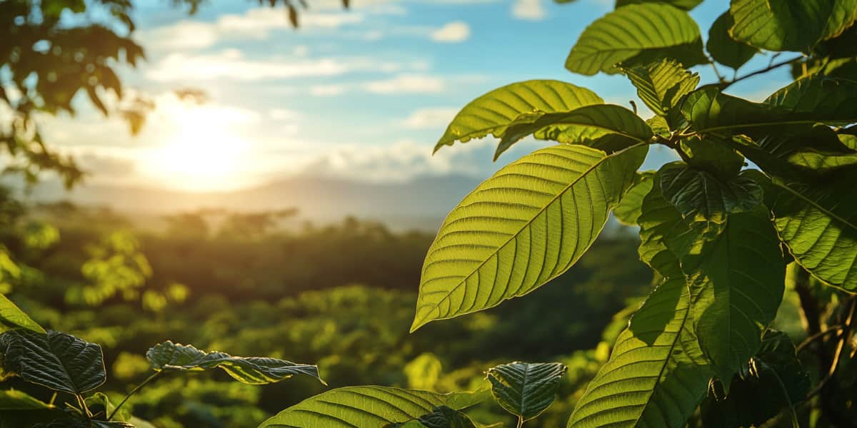 White kratom leaves in the evening in Southeast Asia.